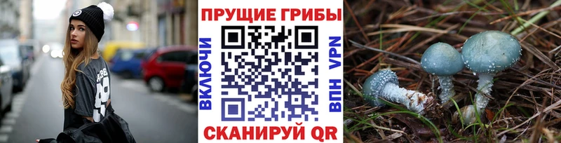 Псилоцибиновые грибы Cubensis  Белорецк 
